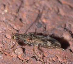 Neopamera albocincta