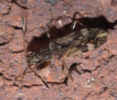 Neopamera albocincta