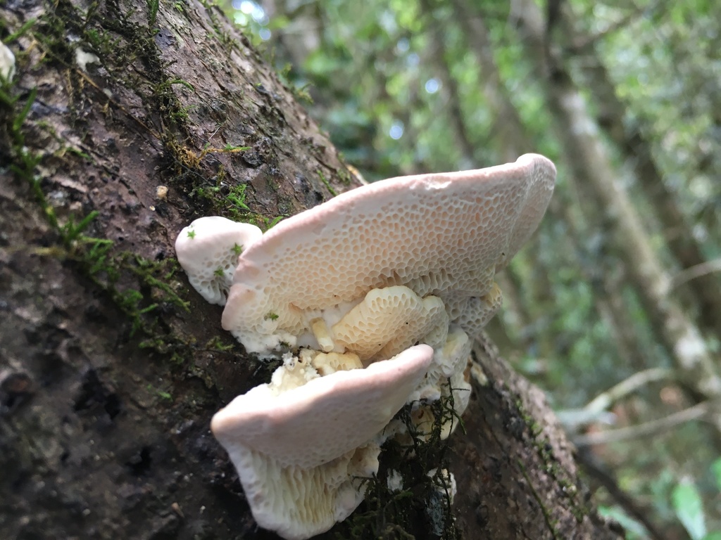 Elmerina cladophora