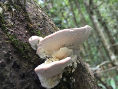 Elmerina cladophora