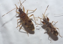 Neopamera albocincta