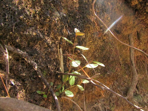 huedhued (Gaultheria insana)