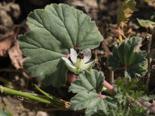 round-leaved filaree (California macrophylla)