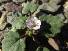 Phacelia neglecta