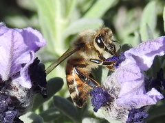 Apis mellifera
