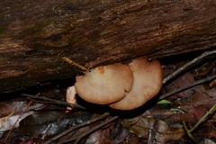 Crepidotus nephrodes