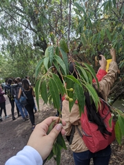 Prunus serotina capuli