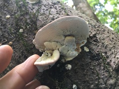 Elmerina cladophora