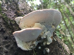 Elmerina cladophora