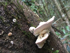 Elmerina cladophora