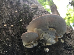 Elmerina cladophora