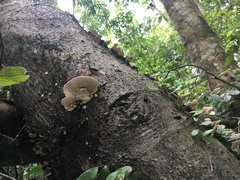 Elmerina cladophora