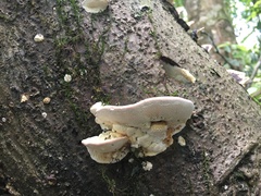 Elmerina cladophora