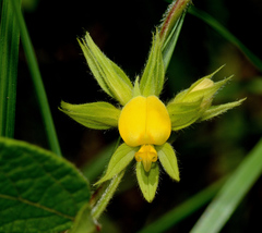 Rhynchosia difformis