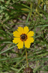 Coreopsis basalis