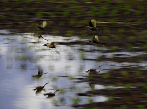 Wattled Jacana