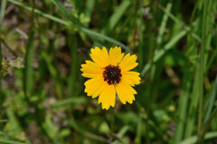 Coreopsis basalis