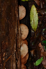 Crepidotus nephrodes