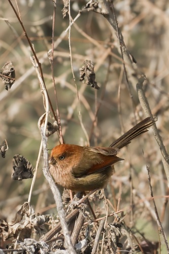 Vinous-throated Parrotbill