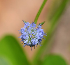 Eryngium baldwinii