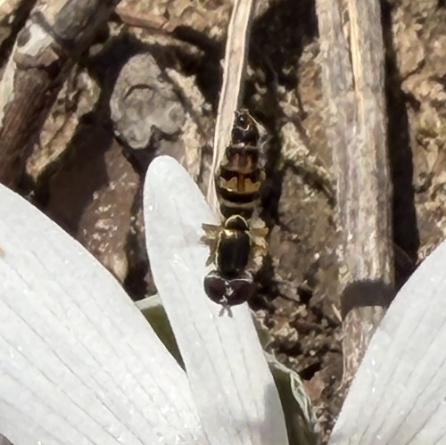 Unknown species found near Montauk State Park, Salem, MO, US