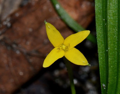 Hypoxis juncea