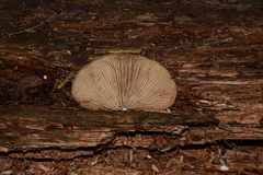 Crepidotus nephrodes