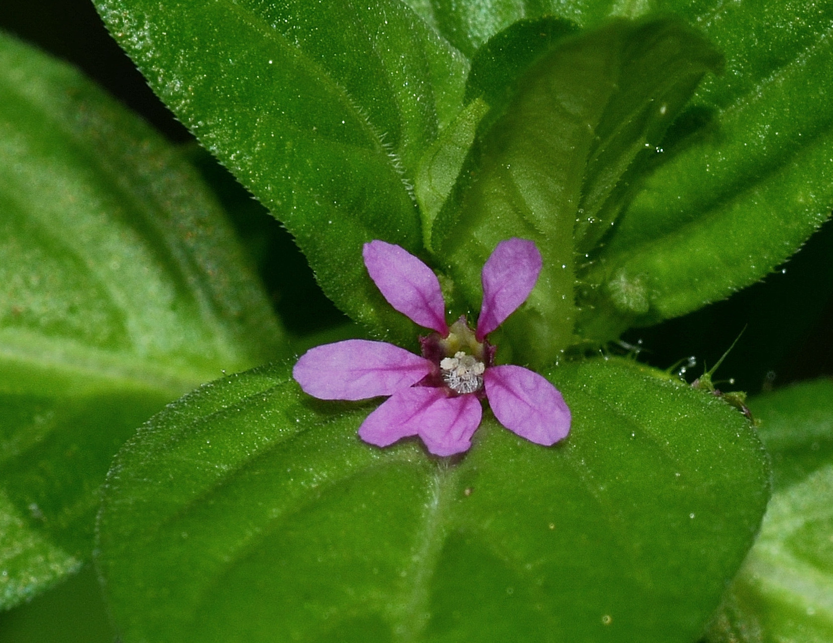 Cuphea carthagenensis