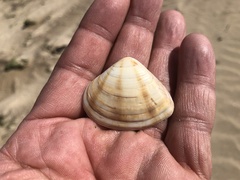 Macridiscus aequilatera