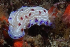 Hypselodoris capensis