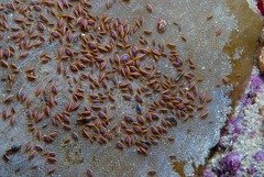 Ochlesis lenticulosus