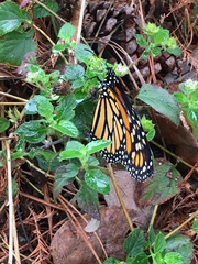Danaus plexippus