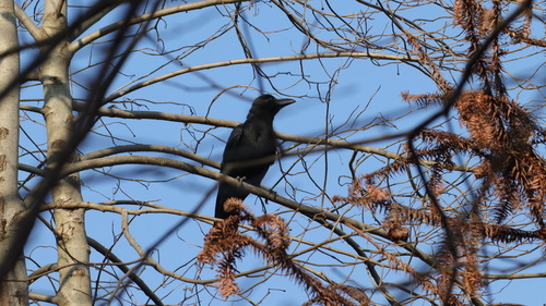 Large-billed Crow