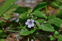 Dyschoriste humistrata