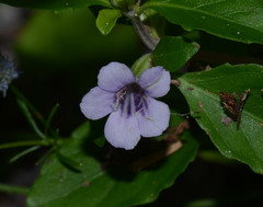 Dyschoriste humistrata