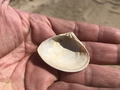 Macridiscus aequilatera