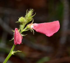 Tephrosia spicata