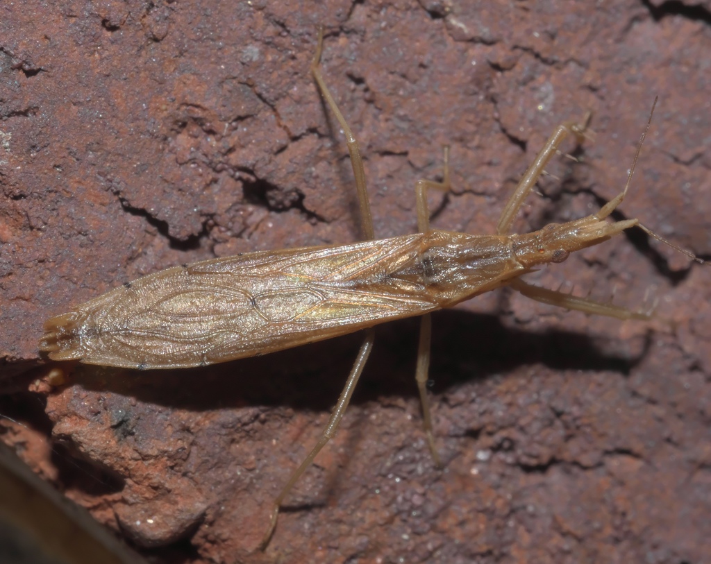 Pnirontis modesta