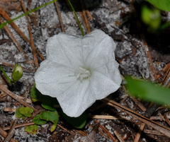 Stylisma humistrata