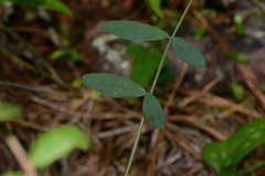 Tephrosia florida