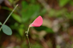Tephrosia florida