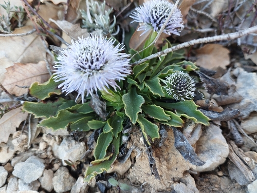 Globularia vulgaris, photograph 5