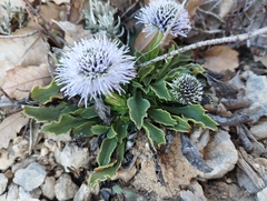 (c) Mikel Etxeberria Okariz, some rights reserved (CC BY) Globularia vulgaris, photograph (c) Mikel Etxeberria Okariz, some rights reserved (CC BY)