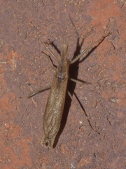 Pnirontis modesta