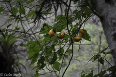 Tabernaemontana litoralis
