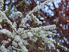 Spiraea prunifolia pseudoprunifolia