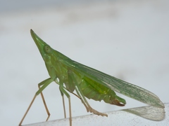 Rhynchomitra microrhina