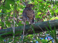 Zoothera dauma dauma