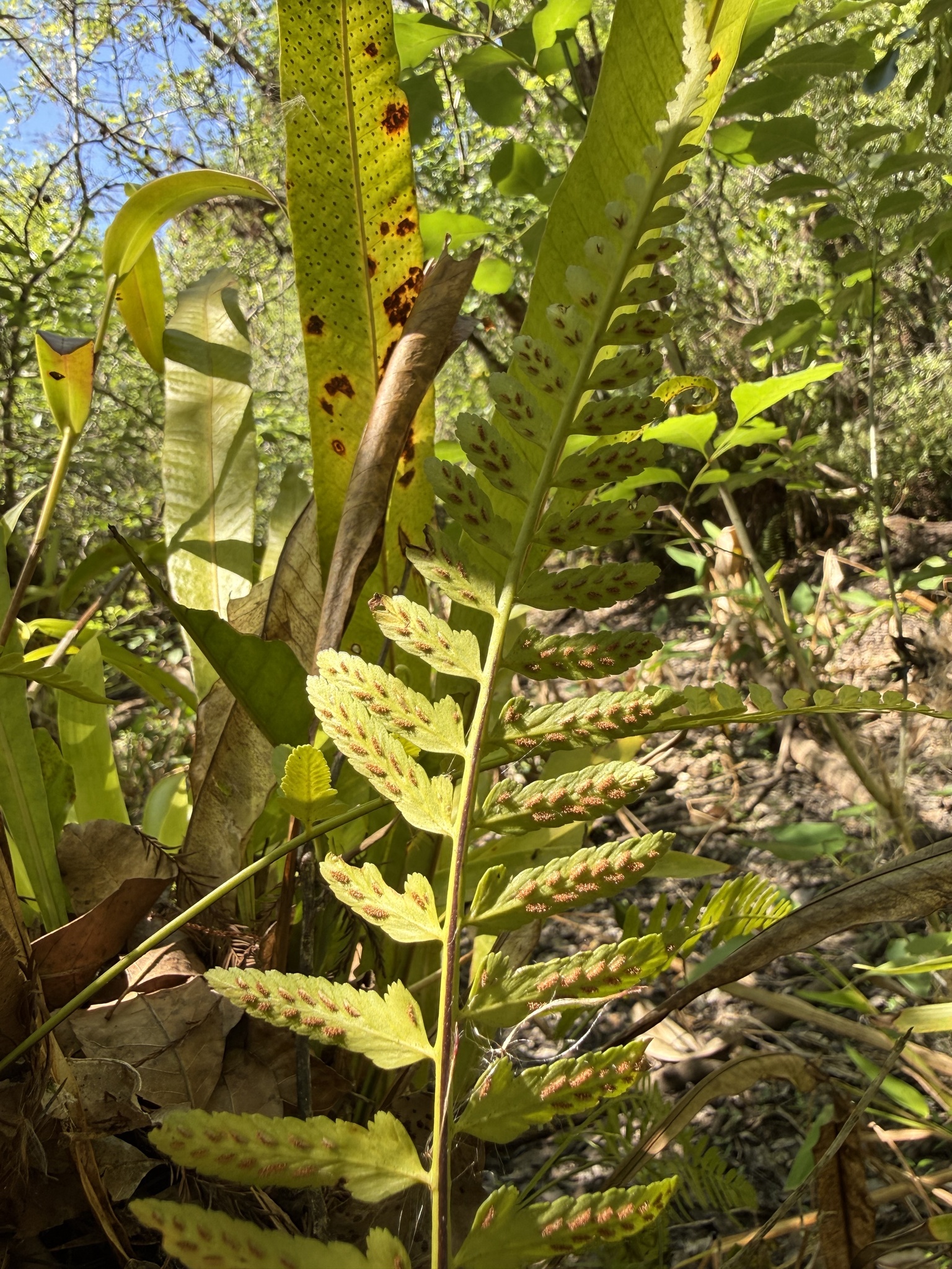 Asplenium erosum L. 4