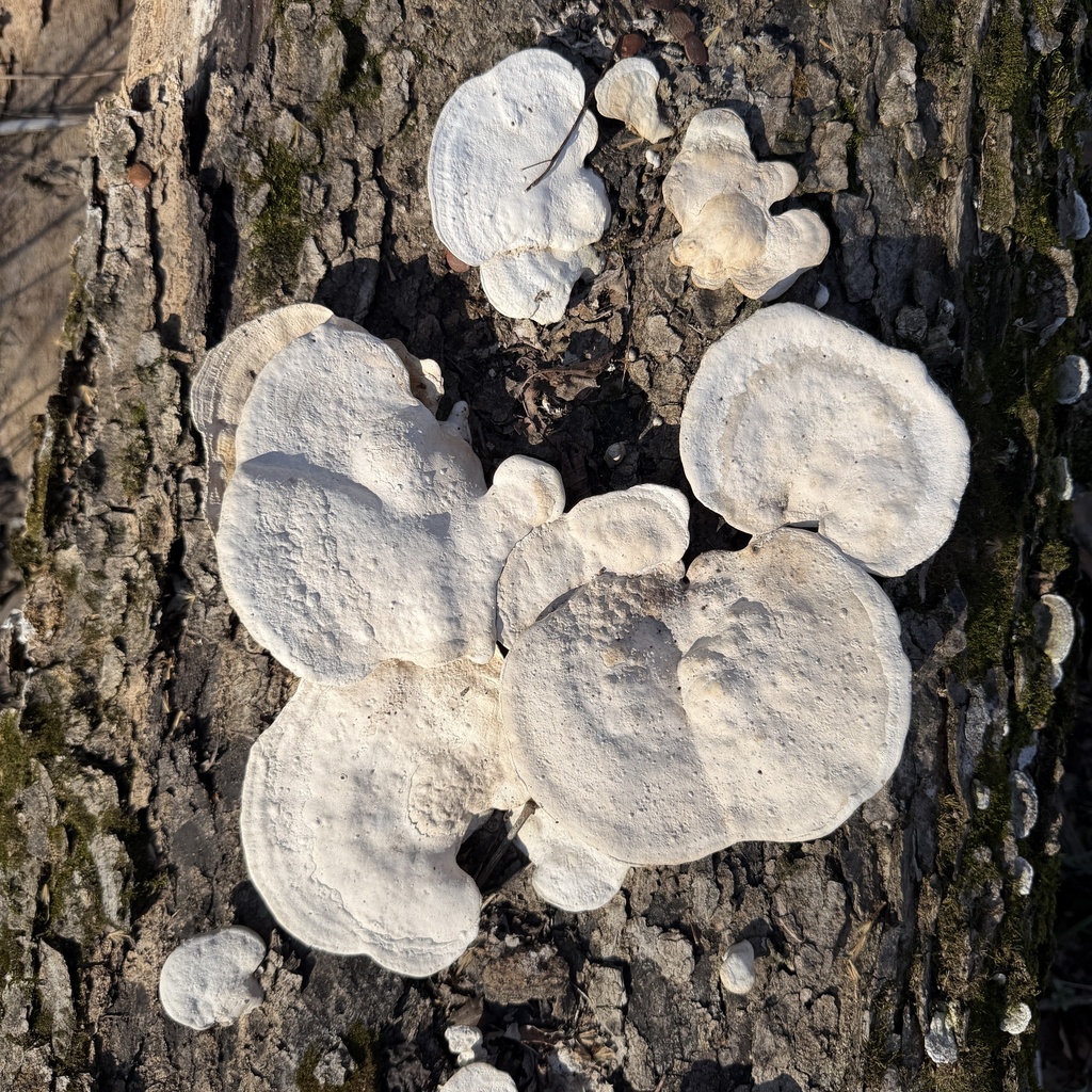 Trametes aesculi · March 2026 · photo: © conhawn (iNaturalist, cc-by)